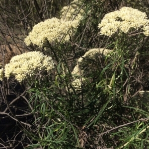 Cassinia longifolia at Burra, NSW - 5 Jan 2018 08:42 AM