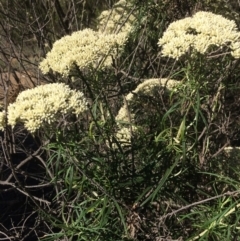 Cassinia longifolia at Burra, NSW - 5 Jan 2018
