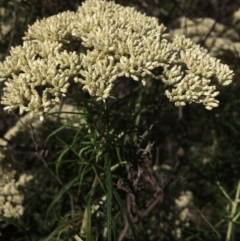 Cassinia longifolia at Burra, NSW - 5 Jan 2018 08:42 AM