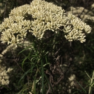 Cassinia longifolia at Burra, NSW - 5 Jan 2018 08:42 AM