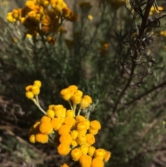 Chrysocephalum semipapposum (Clustered Everlasting) at Burra, NSW - 5 Jan 2018 by alexwatt