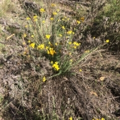 Chrysocephalum semipapposum at Burra, NSW - 5 Jan 2018 08:44 AM