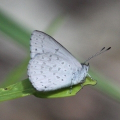 Erina hyacinthina (Varied Dusky-blue) at Namadgi National Park - 1 Jan 2018 by HarveyPerkins