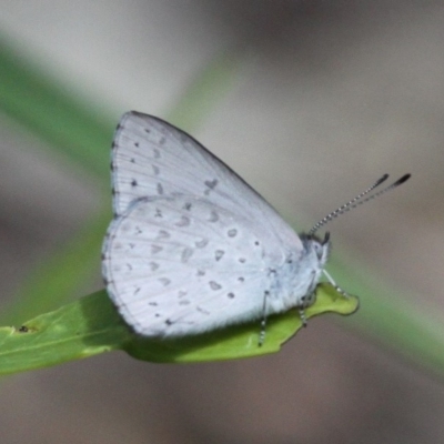 Erina hyacinthina (Varied Dusky-blue) at Namadgi National Park - 1 Jan 2018 by HarveyPerkins