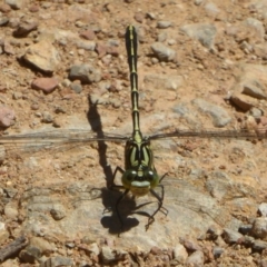 Austrogomphus guerini (Yellow-striped Hunter) at Cotter River, ACT - 4 Jan 2018 by Christine