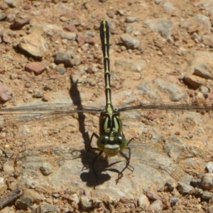 Austrogomphus guerini at Cotter River, ACT - 4 Jan 2018