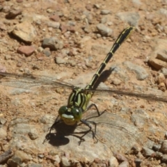 Austrogomphus guerini at Cotter River, ACT - 4 Jan 2018