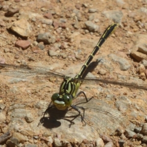 Austrogomphus guerini at Cotter River, ACT - 4 Jan 2018