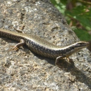 Eulamprus heatwolei at Cotter River, ACT - 4 Jan 2018