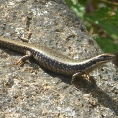 Eulamprus heatwolei (Yellow-bellied Water Skink) at Namadgi National Park - 3 Jan 2018 by Christine