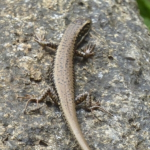 Eulamprus heatwolei at Cotter River, ACT - 4 Jan 2018 12:00 AM