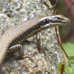 Eulamprus heatwolei at Cotter River, ACT - 4 Jan 2018 12:00 AM