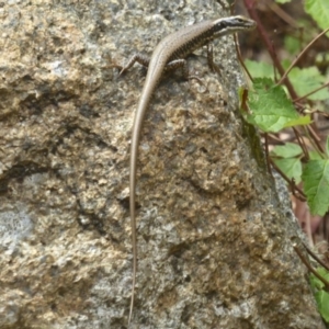 Eulamprus heatwolei at Cotter River, ACT - 4 Jan 2018