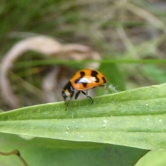Coccinella transversalis (Transverse Ladybird) at Cotter River, ACT - 4 Jan 2018 by Christine