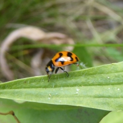 Coccinella transversalis (Transverse Ladybird) at Cotter River, ACT - 4 Jan 2018 by Christine