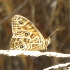 Geitoneura acantha (Ringed Xenica) at Namadgi National Park - 3 Jan 2018 by Christine