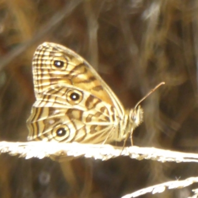 Geitoneura acantha (Ringed Xenica) at Namadgi National Park - 3 Jan 2018 by Christine