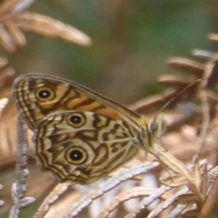 Geitoneura acantha at Cotter River, ACT - 4 Jan 2018