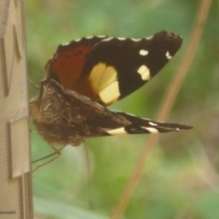 Vanessa itea (Yellow Admiral) at Cotter River, ACT - 4 Jan 2018 by Christine