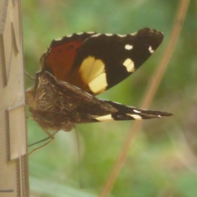 Vanessa itea (Yellow Admiral) at Namadgi National Park - 3 Jan 2018 by Christine