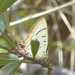 Jalmenus evagoras (Imperial Hairstreak) at Namadgi National Park - 3 Jan 2018 by Christine