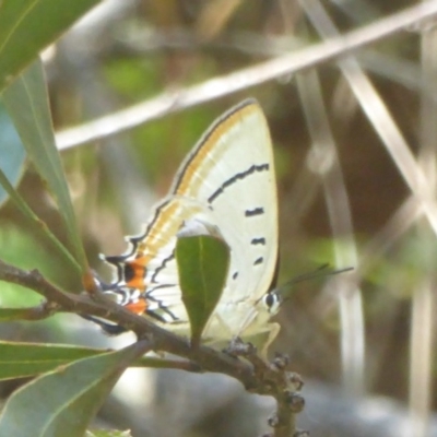 Jalmenus evagoras (Imperial Hairstreak) at Namadgi National Park - 3 Jan 2018 by Christine