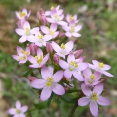 Centaurium erythraea (Common Centaury) at Cotter River, ACT - 4 Jan 2018 by Christine