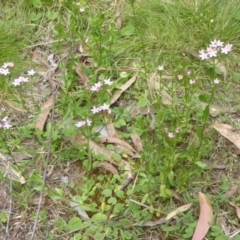 Centaurium erythraea at Cotter River, ACT - 4 Jan 2018 12:00 AM