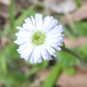 Lagenophora stipitata at Cotter River, ACT - 4 Jan 2018