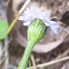 Lagenophora stipitata at Cotter River, ACT - 4 Jan 2018