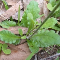 Lagenophora stipitata at Cotter River, ACT - 4 Jan 2018