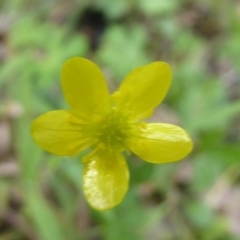 Ranunculus sp. (Buttercup) at Cotter River, ACT - 4 Jan 2018 by Christine