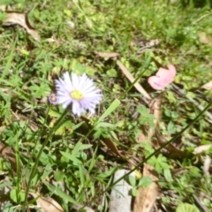 Brachyscome sp. (Cut-leaf Daisy) at Cotter River, ACT - 3 Jan 2018 by Christine