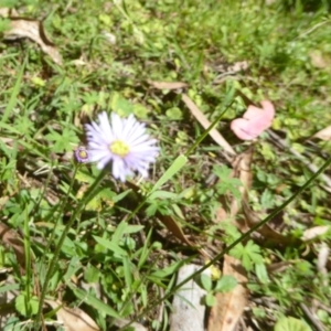 Brachyscome sp. at Cotter River, ACT - 4 Jan 2018 12:00 AM