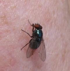 Muscidae (family) (Unidentified muscid fly) at Cotter River, ACT - 4 Jan 2018 by Christine