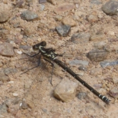 Austroargiolestes calcaris (Powdered Flatwing) at Cotter River, ACT - 4 Jan 2018 by Christine