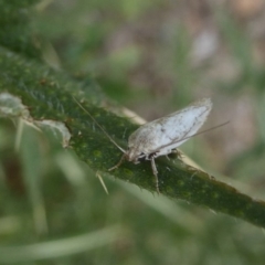 Oecophoridae (family) (Unidentified Oecophorid concealer moth) at Campbell Park Woodland - 4 Jan 2018 by Christine