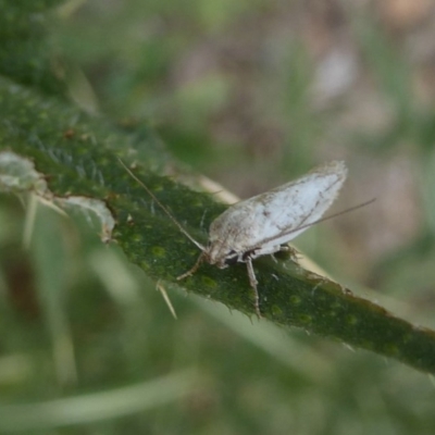 Oecophoridae (family) (Unidentified Oecophorid concealer moth) at Majura, ACT - 5 Jan 2018 by Christine