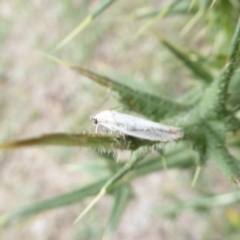 Palimmeces undescribed species near concolor at suppressed - suppressed