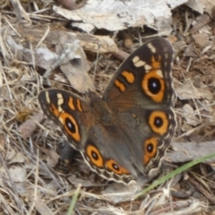 Junonia villida (Meadow Argus) at Majura, ACT - 4 Jan 2018 by Christine