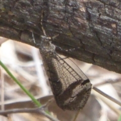 Glenoleon sp. (genus) (Antlion lacewing) at Campbell Park Woodland - 4 Jan 2018 by Christine