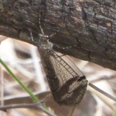 Glenoleon sp. (genus) (Antlion lacewing) at Majura, ACT - 5 Jan 2018 by Christine