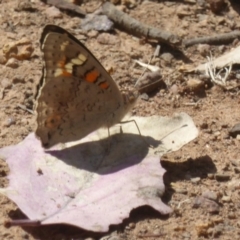 Junonia villida (Meadow Argus) at Campbell Park Woodland - 4 Jan 2018 by Christine