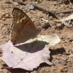 Junonia villida (Meadow Argus) at Mount Ainslie - 4 Jan 2018 by Christine