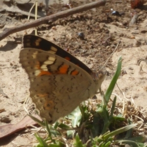 Junonia villida at Majura, ACT - 5 Jan 2018 12:00 AM