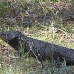 Tiliqua rugosa at Majura, ACT - 5 Jan 2018 12:00 AM