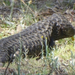 Tiliqua rugosa at Majura, ACT - 5 Jan 2018 12:00 AM