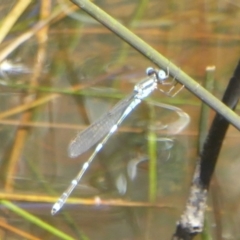 Austrolestes leda (Wandering Ringtail) at Majura, ACT - 5 Jan 2018 by Christine