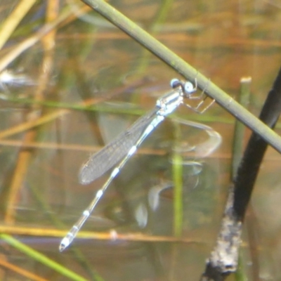 Austrolestes leda (Wandering Ringtail) at Mount Ainslie - 4 Jan 2018 by Christine