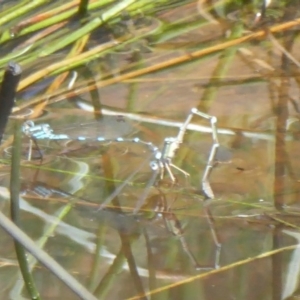 Austrolestes leda at Majura, ACT - 5 Jan 2018